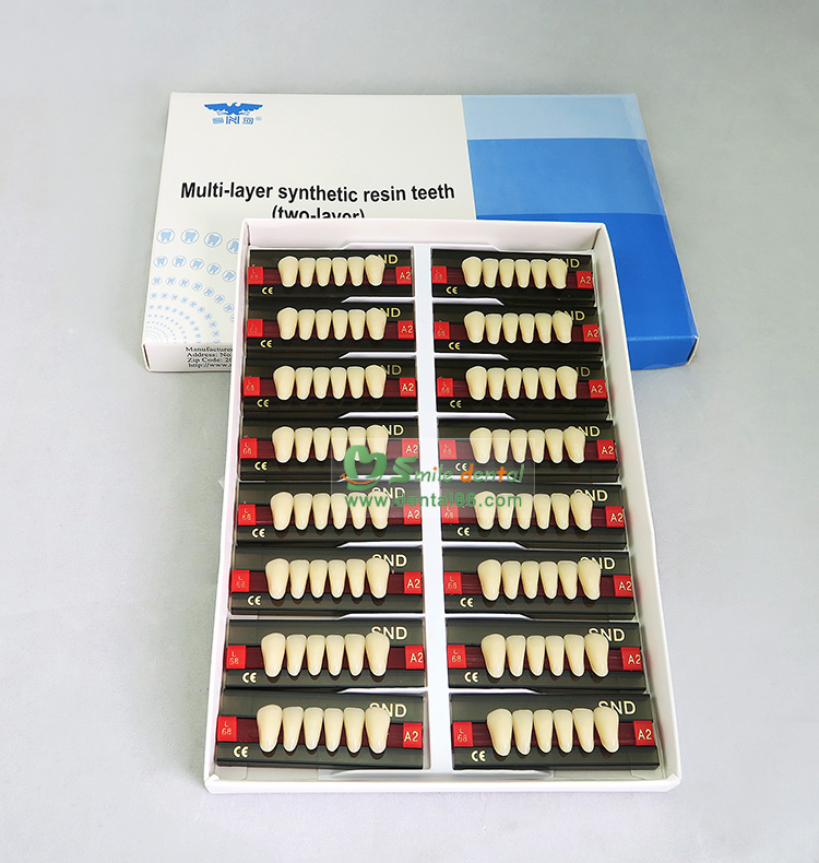 SDT-R203 Two Layer Acrylic Resin Teeth